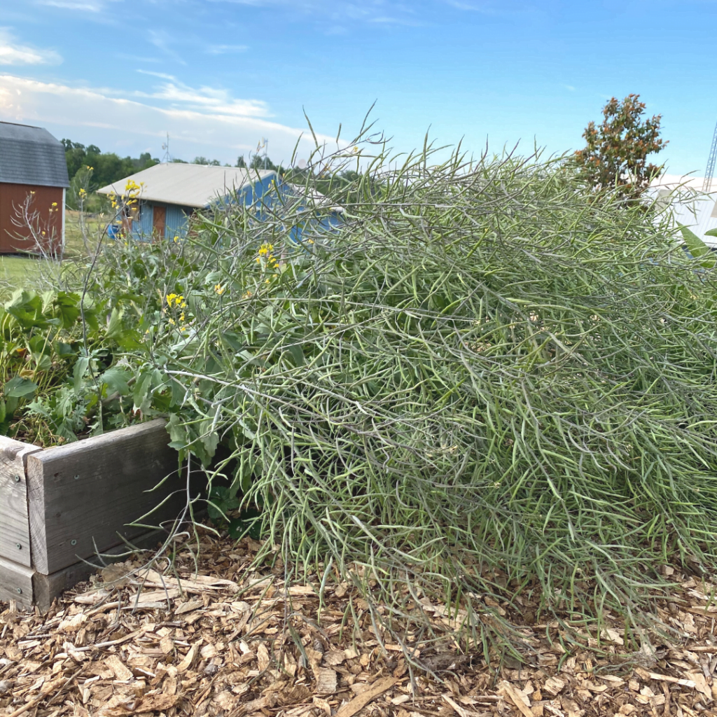 How to Save Kale Seed | Roots & Boots