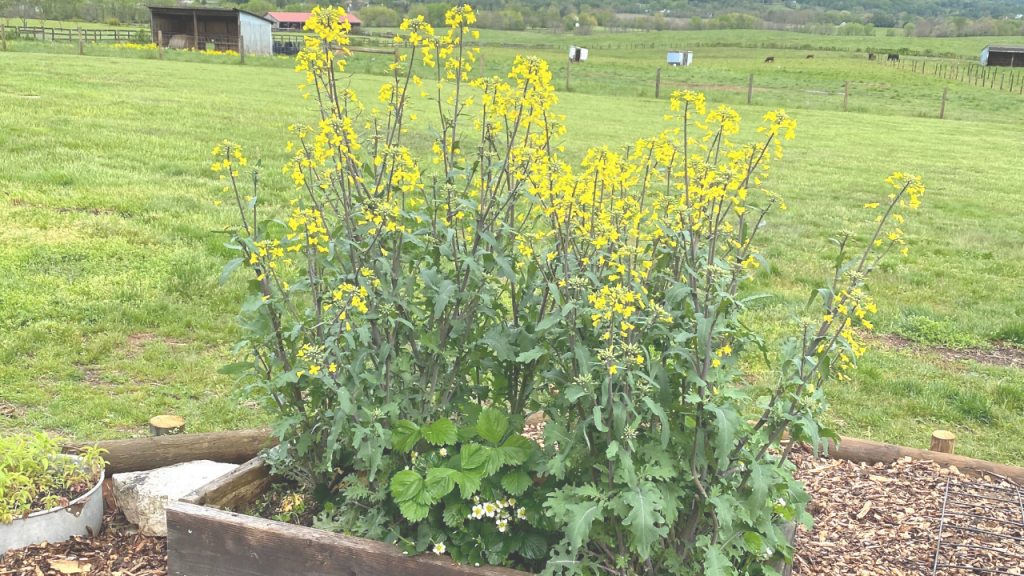 How to Save Kale Seed | Roots & Boots