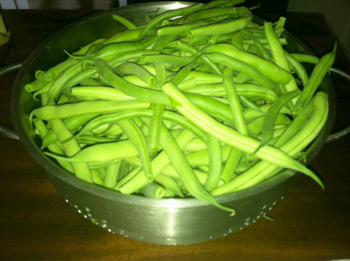 Green Beans Galore