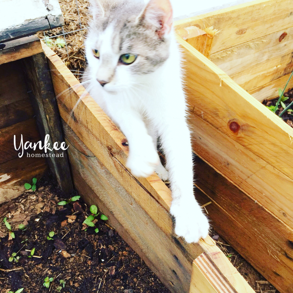 3 Reasons Why Your Homestead Needs a Barn Cat | Yankee Homestead