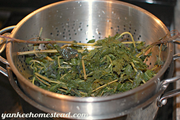 How to Make Meadow Tea | Yankee Homestead