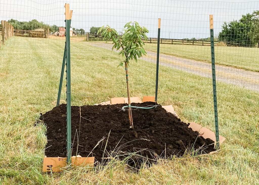 Fruit Tree Guild - Step Three | Roots & Boots