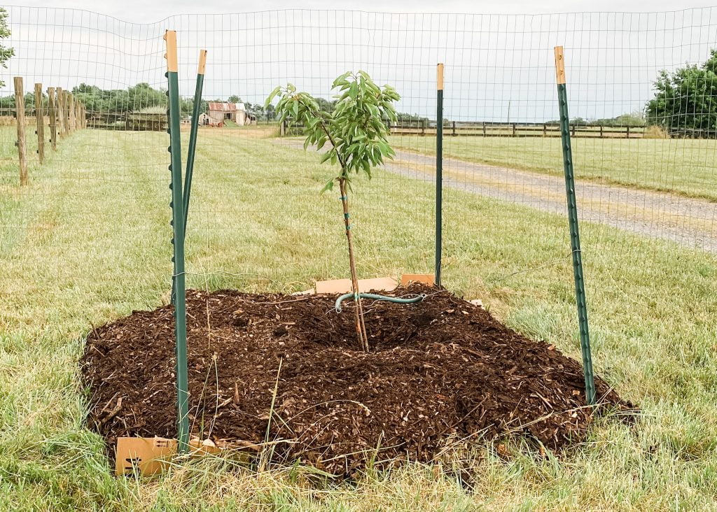 Fruit Tree Guild - Step Four | Roots & Boots