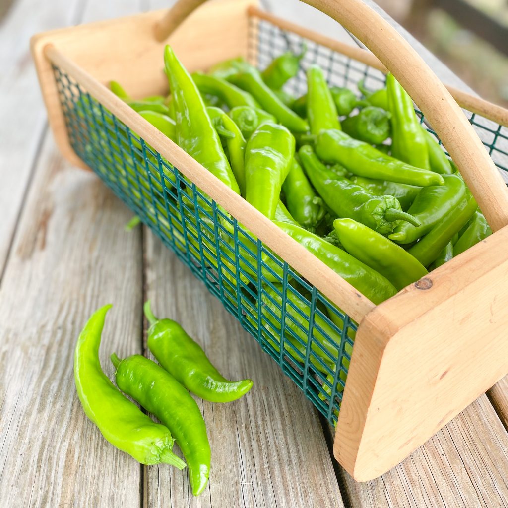 Canning Diced Green Chiles | Roots & Boots