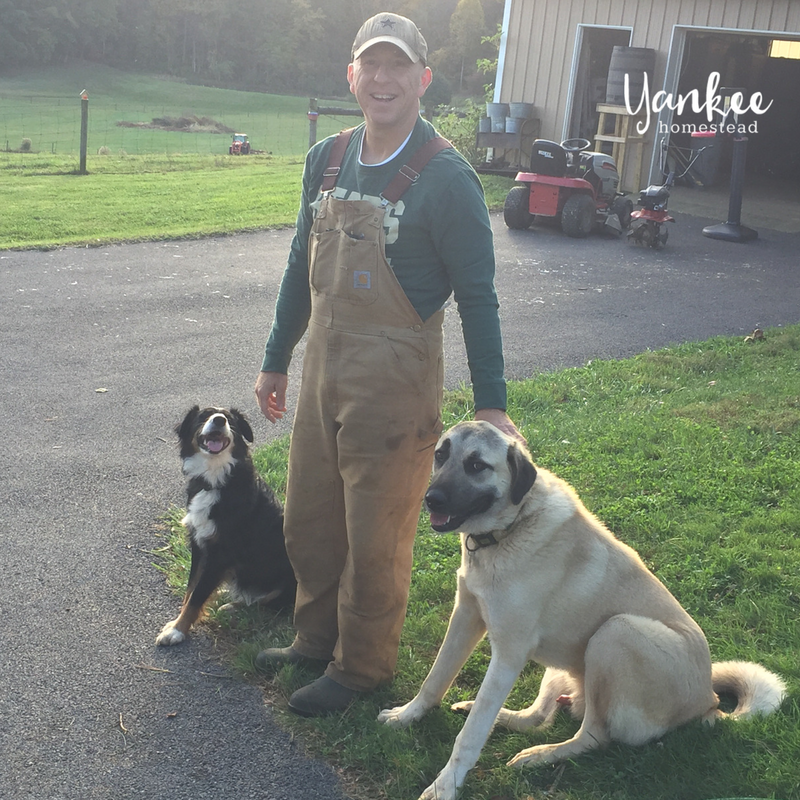 The Best Livestock Guardian Dog for Chickens | Yankee Homestead