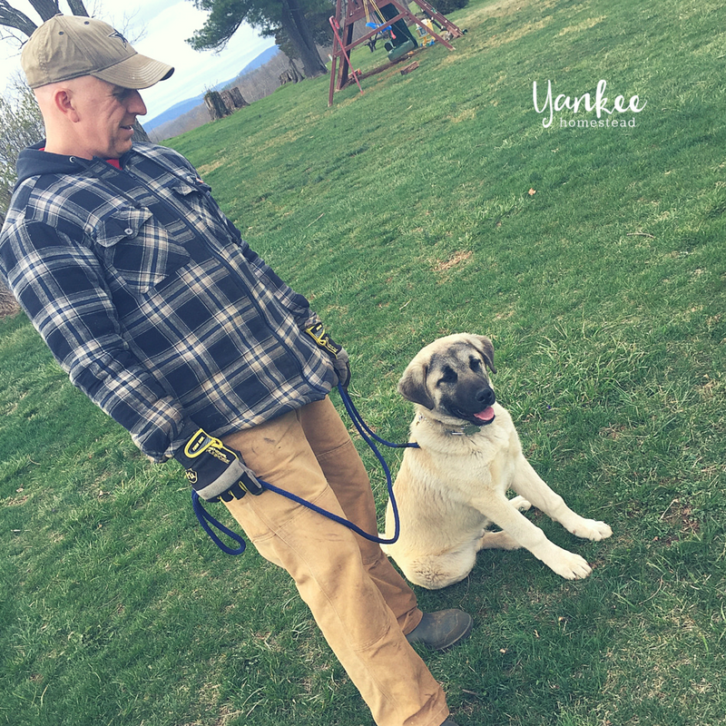 The Best Livestock Guardian Dog for Chickens Roots & Boots