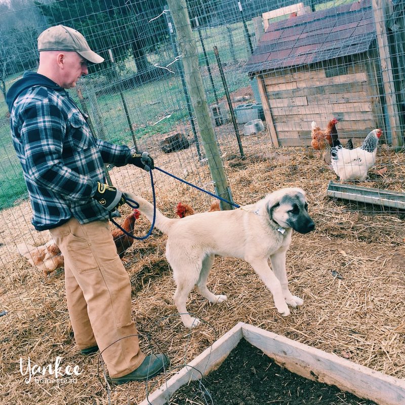 Poultry guard clearance dogs