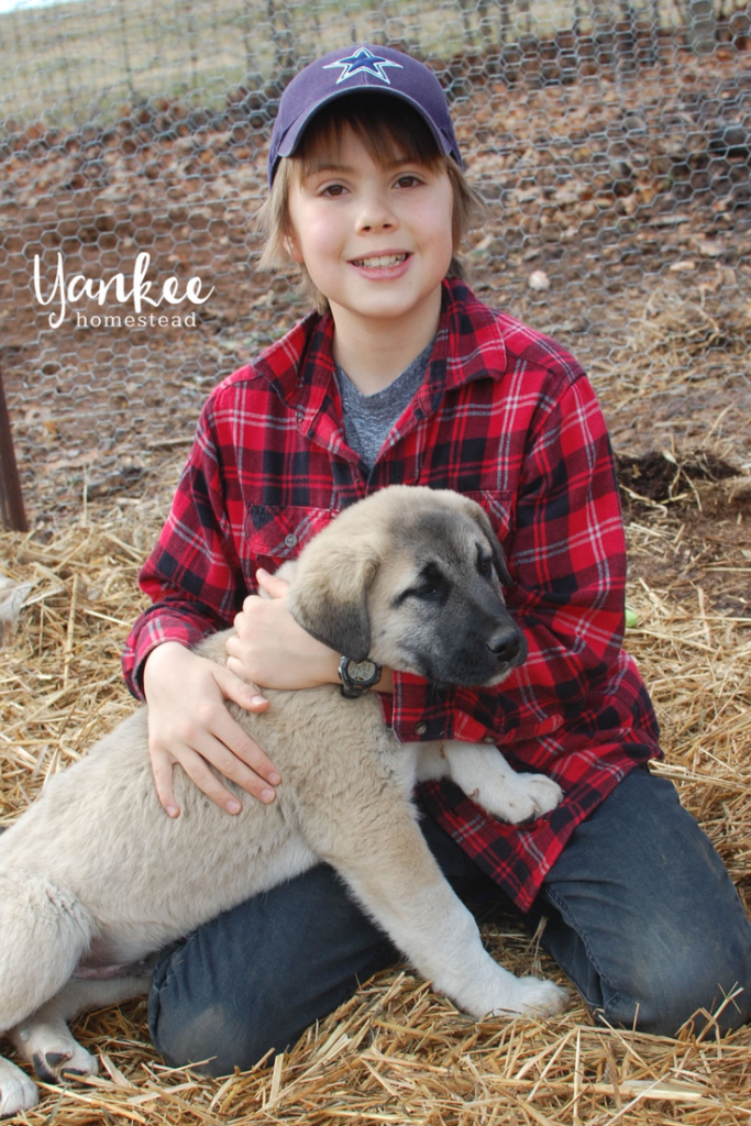 are anatolian shepherds good with chickens