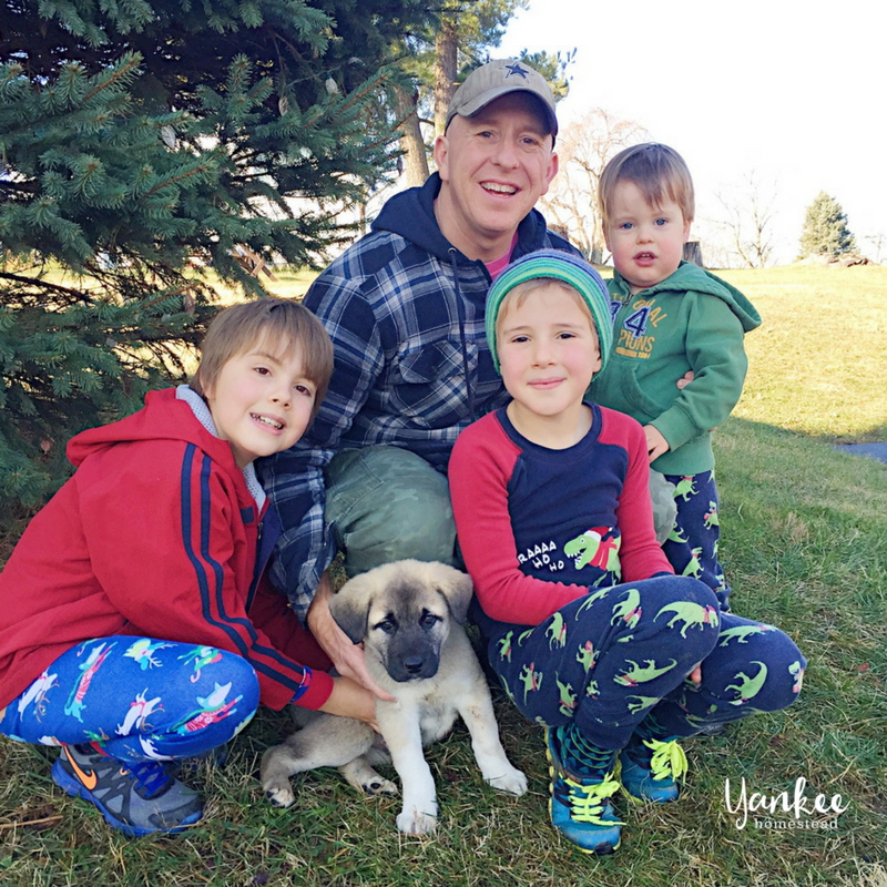 2017 Homestead Year in Review: Livestock Guardian Dog | Yankee Homestead