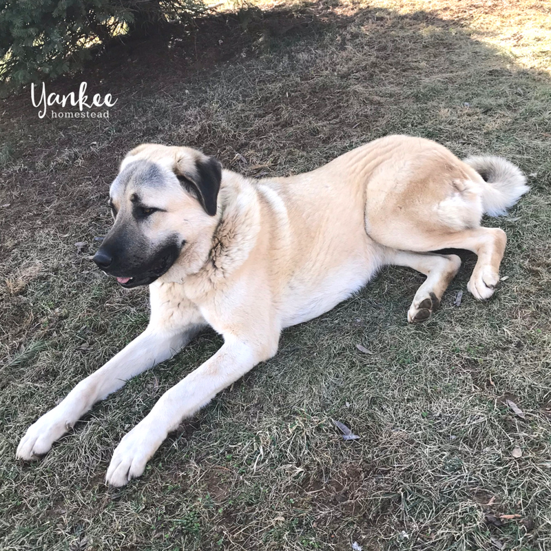 Livestock store guardian animals