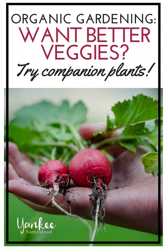 Companion plants are essential in the organic garden! They repel harmful pests, attract beneficial insects, increase plant yield, offer shelter and support and enrich the soil. Give them a try!