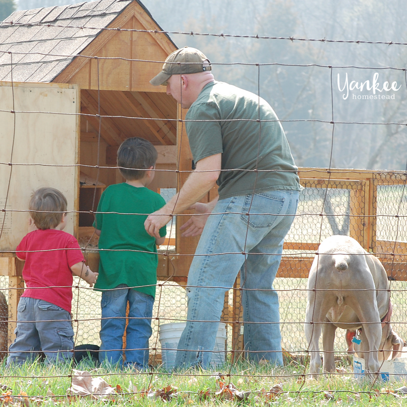The Best Livestock Guardian Dog for Chickens Roots & Boots