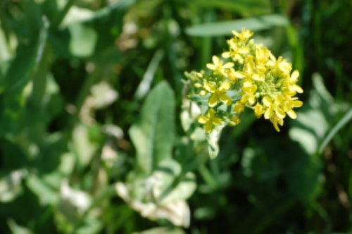 Yellow Rocket flower