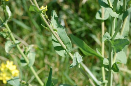 Yellow Rocket leaves