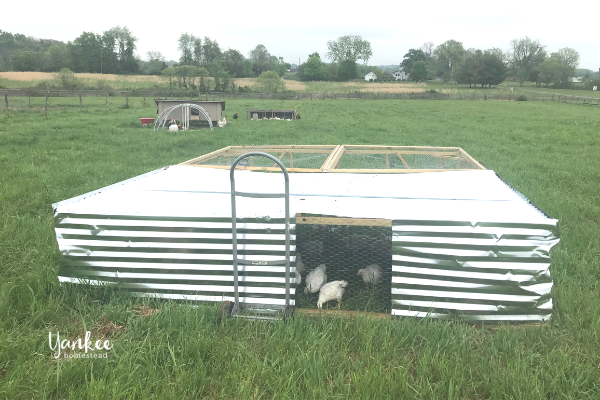 DIY Chicken Tractor | Yankee Homestead