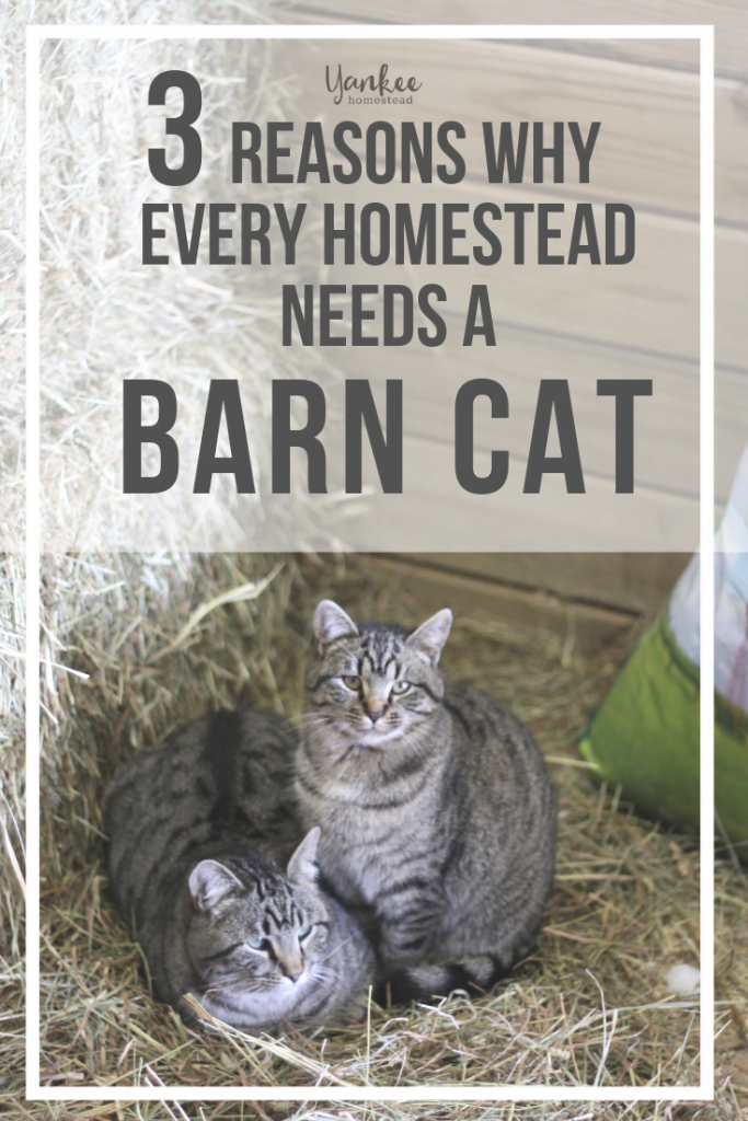 3 Reasons Why Your Homestead Needs a Barn Cat | Yankee Homestead