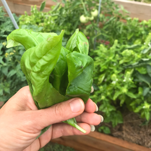 25 Ways to Use Fresh Basil Roots & Boots