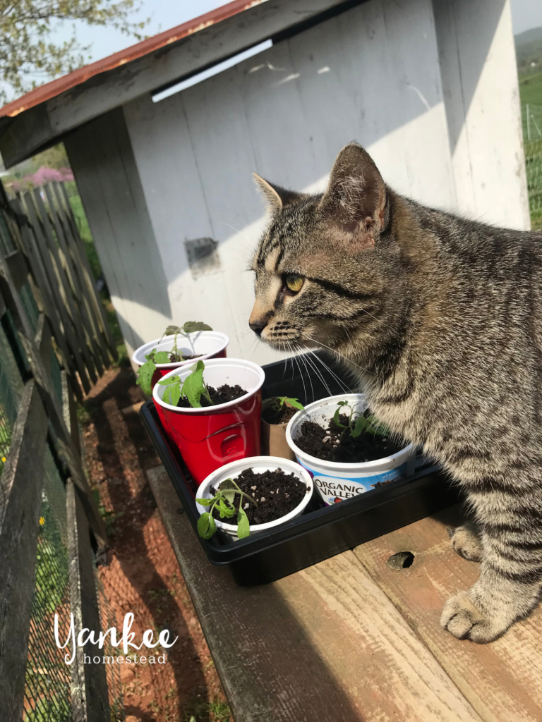 3 Reasons Why Your Homestead Needs a Barn Cat | Yankee Homestead