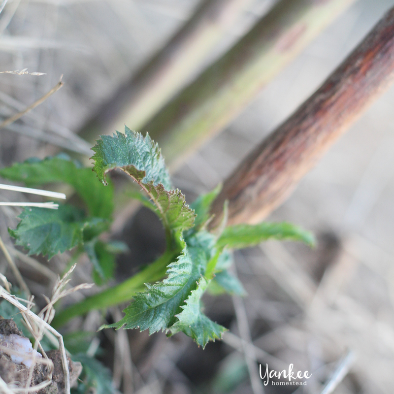 Discovering Hope in the Berry Patch | Yankee Homestead