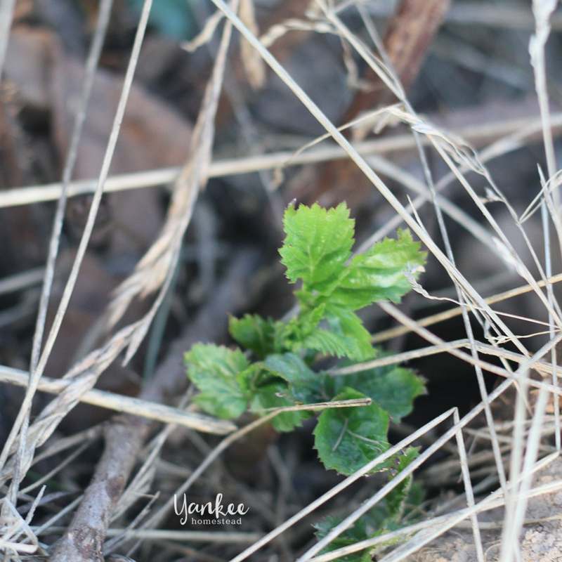 Discovering Hope in the Berry Patch