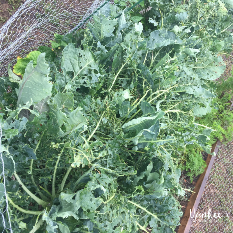 2017 Homestead Year in Review: Broccoli | Yankee Homestead