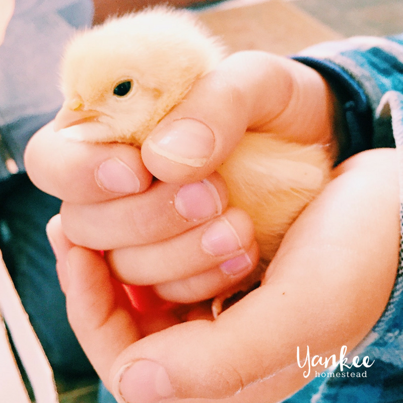 How to Raise Pastured Poultry | Yankee Homestead