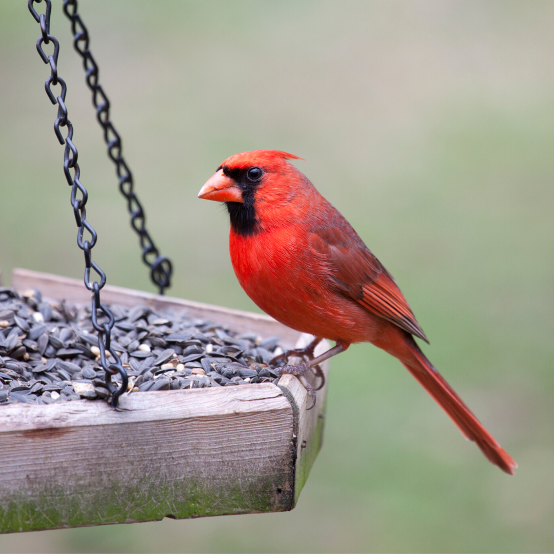 Birding with Kids