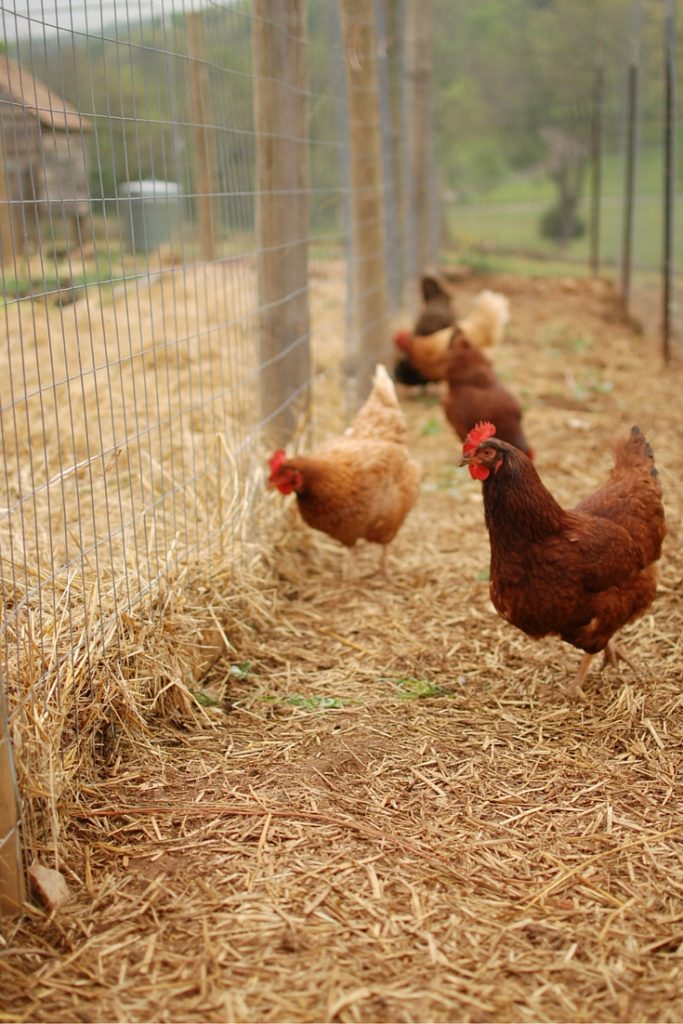 How to Build a Chicken Run | Yankee Homestead