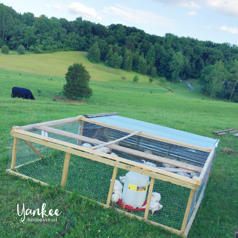 How to Raise Pastured Poultry | Yankee Homestead