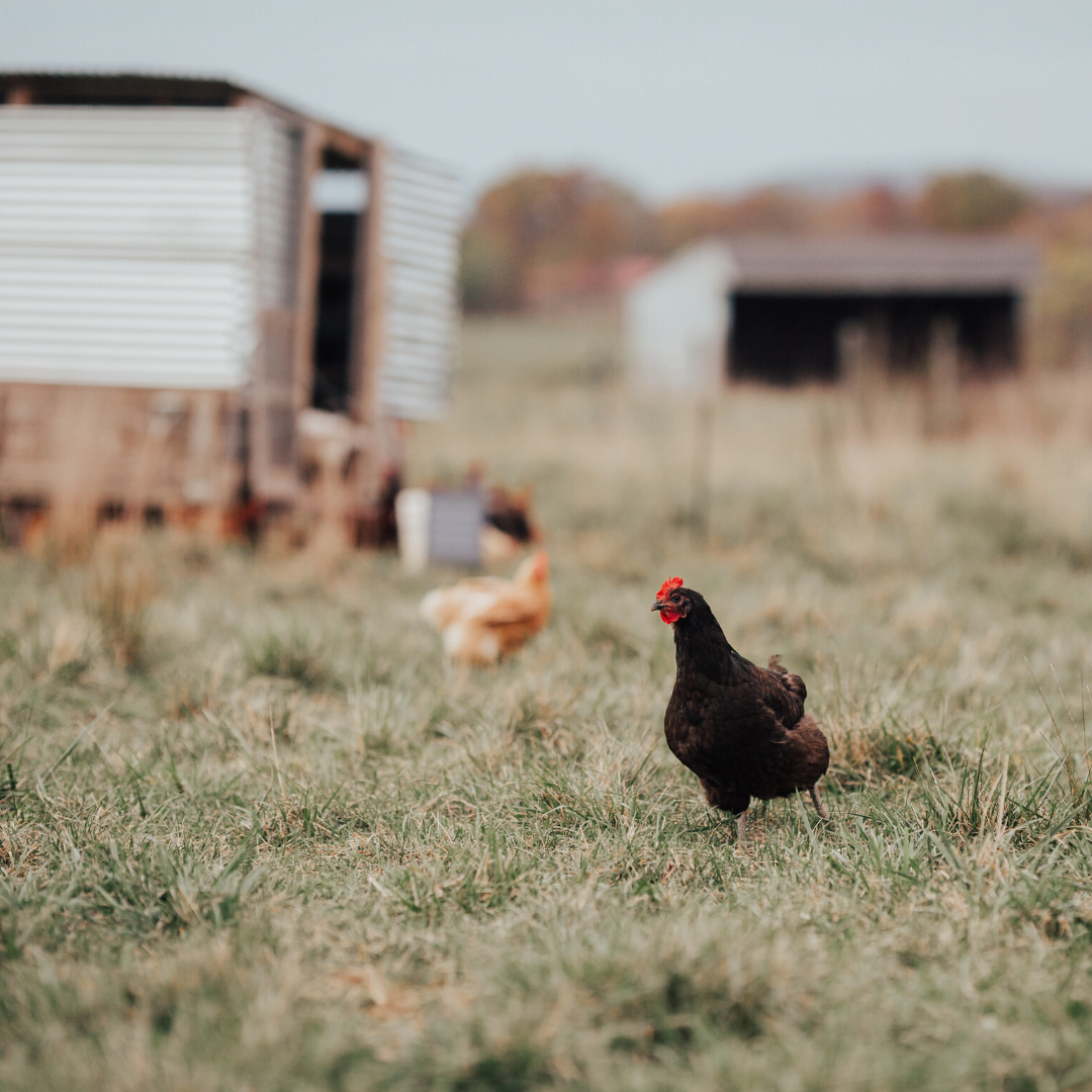 Why Our Chickens Stopped Laying