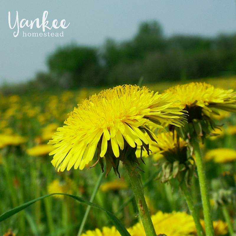Dandelion Root Coffee | Yankee Homestead