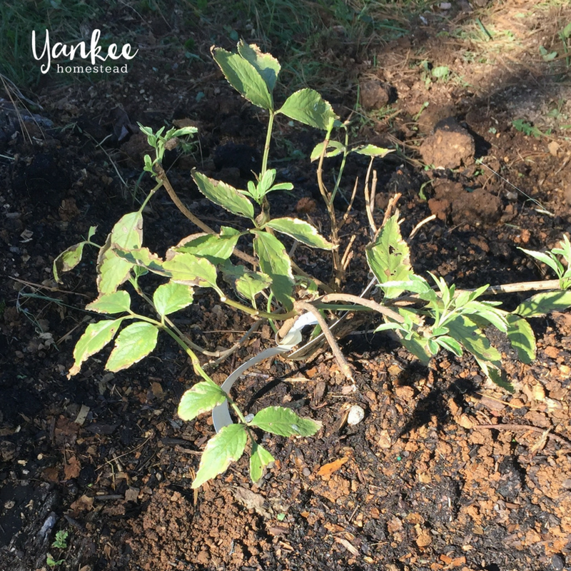 2017 Homestead Year in Review: Elderberries | Yankee Homestead