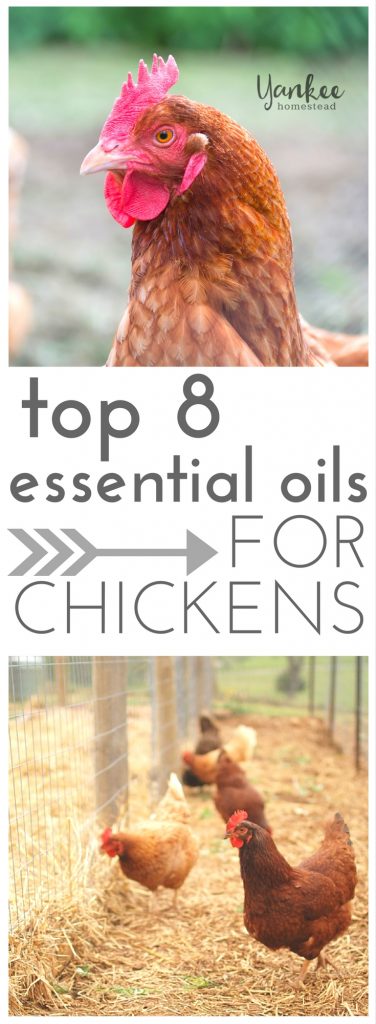 Top 8 Essential Oils for Chickens | Yankee Homestead