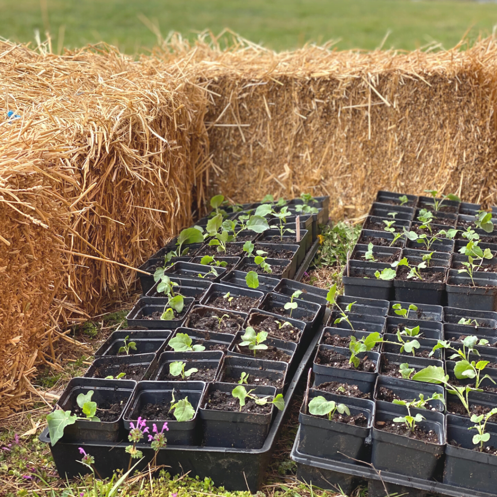 How to Make and Use a Straw Bale Cold Frame