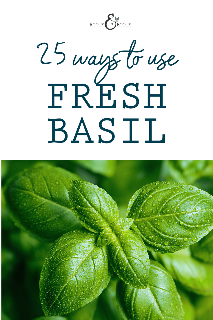 25 Ways to Use Fresh Basil Roots Boots