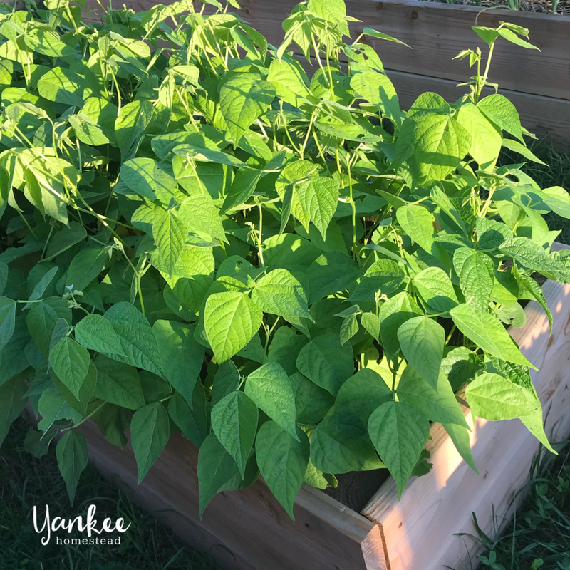 Spring Garden Tour on the New Farm | Yankee Homestead