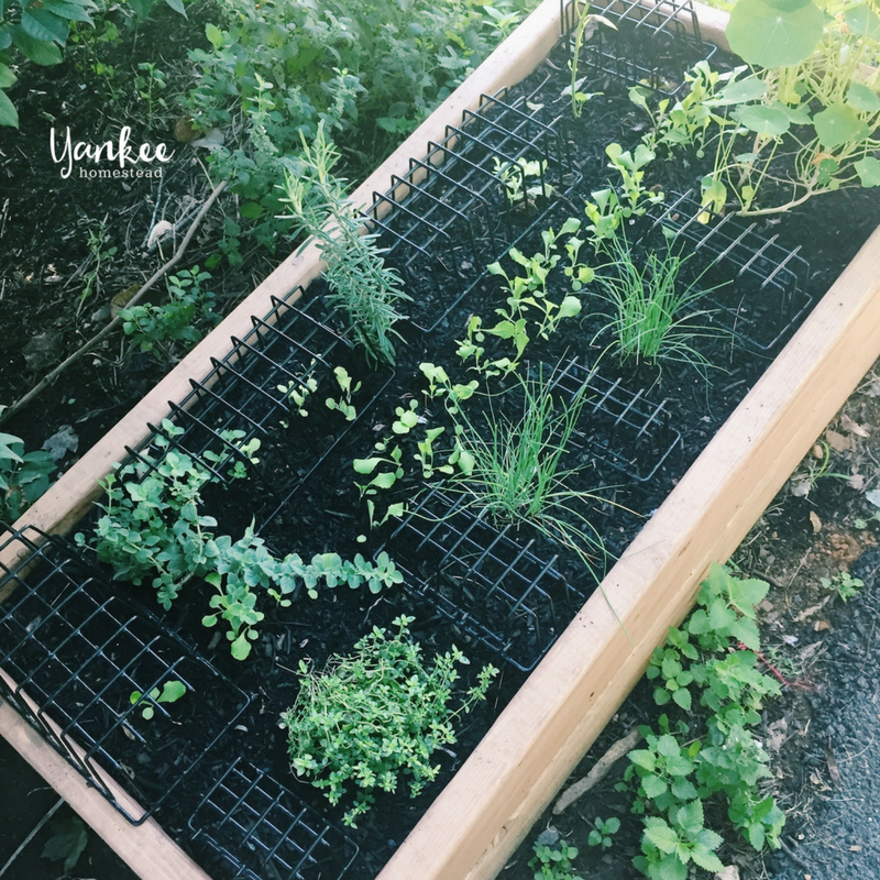 2017 Homestead Year in Review: Herb Box | Yankee Homestead