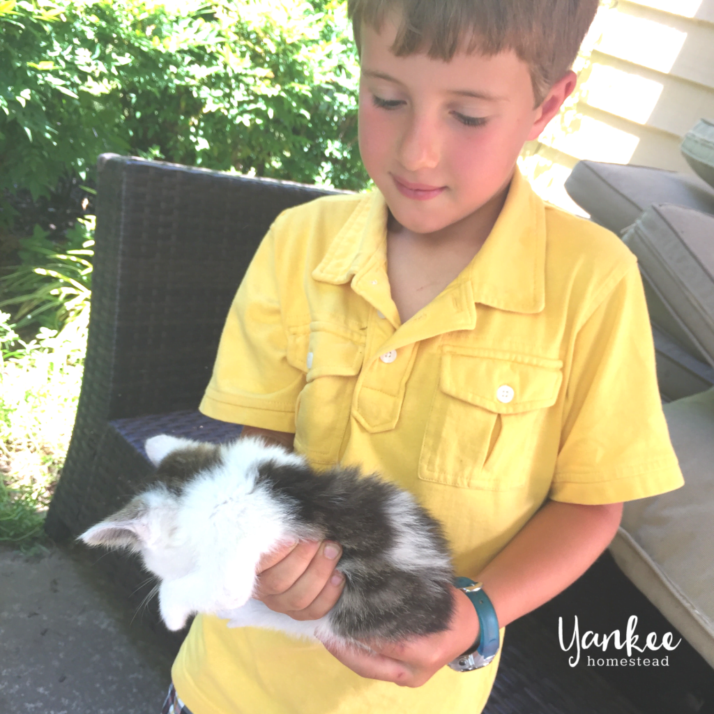 3 Reasons Why Your Homestead Needs a Barn Cat | Yankee Homestead