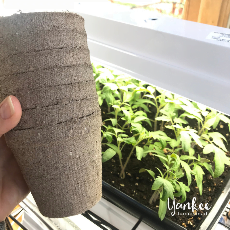 How to Start Seeds Indoors | Yankee Homestead