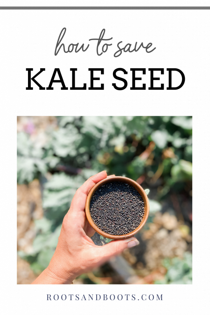 How to Save Kale Seed | Roots & Boots