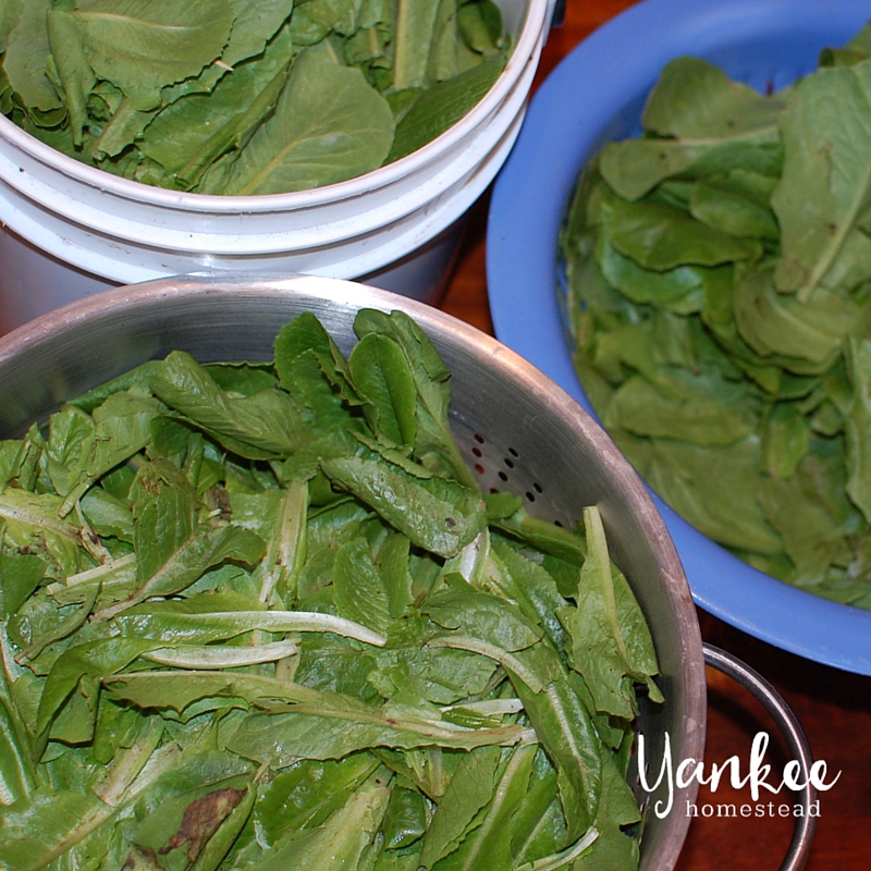 The Very Best Way to Use Up Lots of Lettuce Roots & Boots