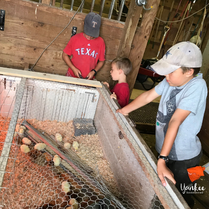 Our Big Meat Bird Mistake: How We Accidentally Killed 35 Chickens | Yankee Homestead