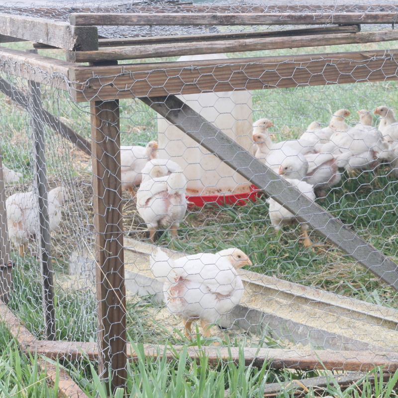 DIY Chicken Tractor 