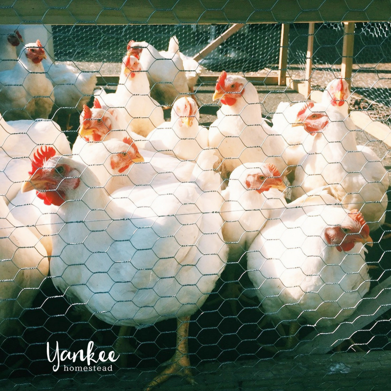 How to Raise Pastured Poultry | Yankee Homestead