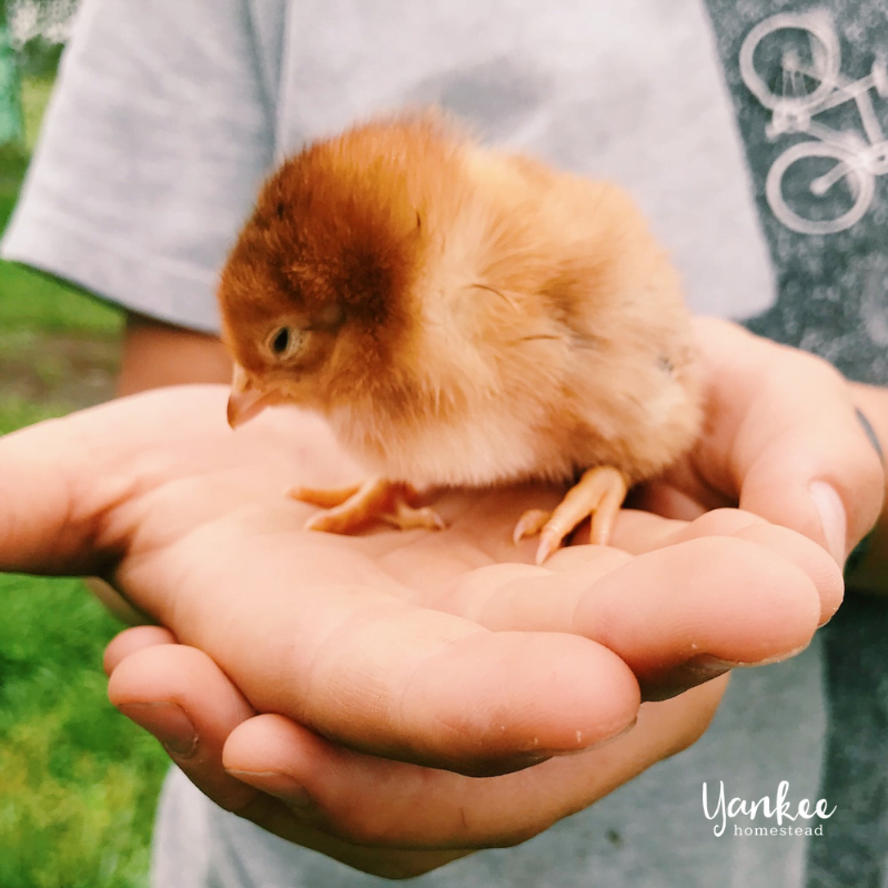 Perfect Gifts for Farm Kids | Yankee Homestead