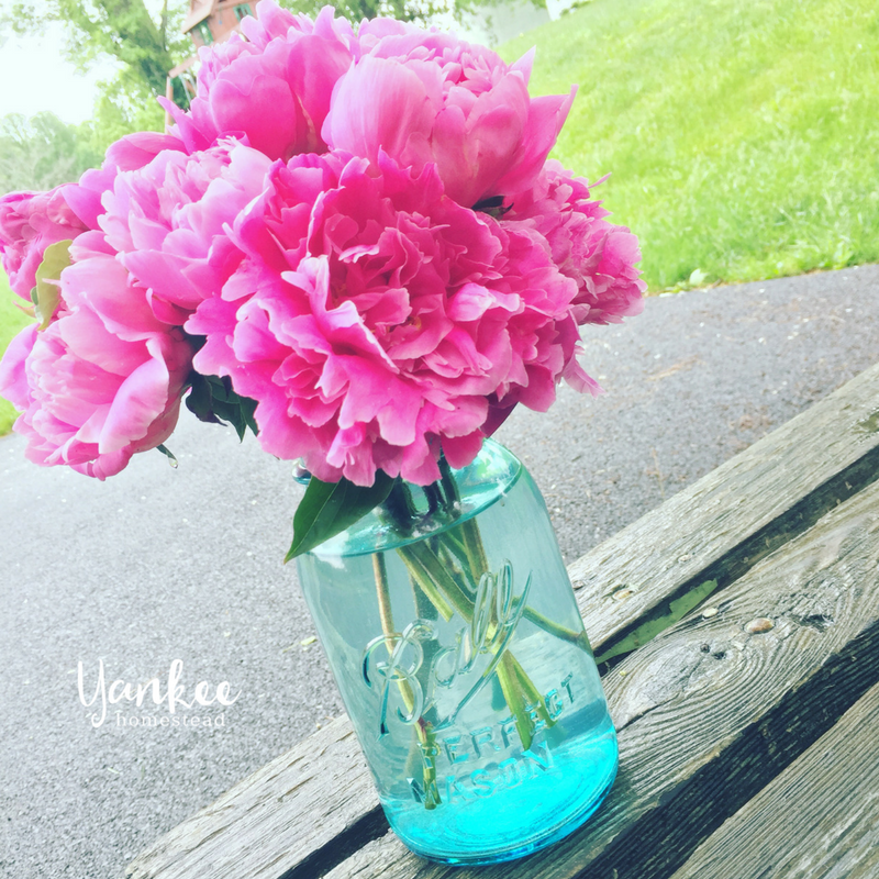 2017 Homesteading Year in Review: Peonies | Yankee Homestead