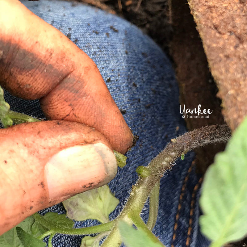 Are You Planting Tomatoes the Right Way? | Yankee Homestead