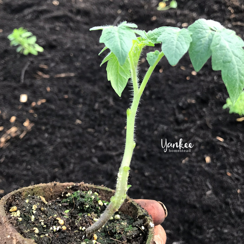 Are You Planting Tomatoes the Right Way? | Yankee Homestead