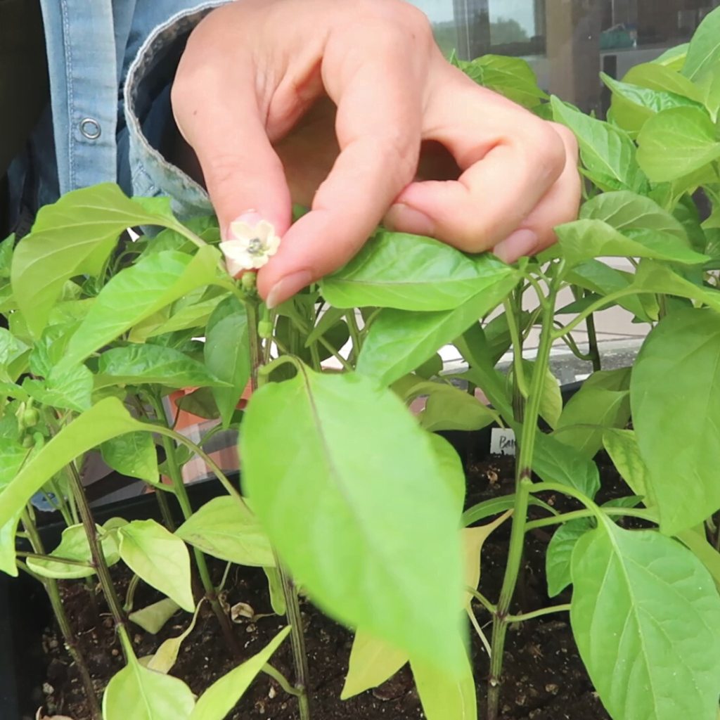 How to Pinch Pepper Plants