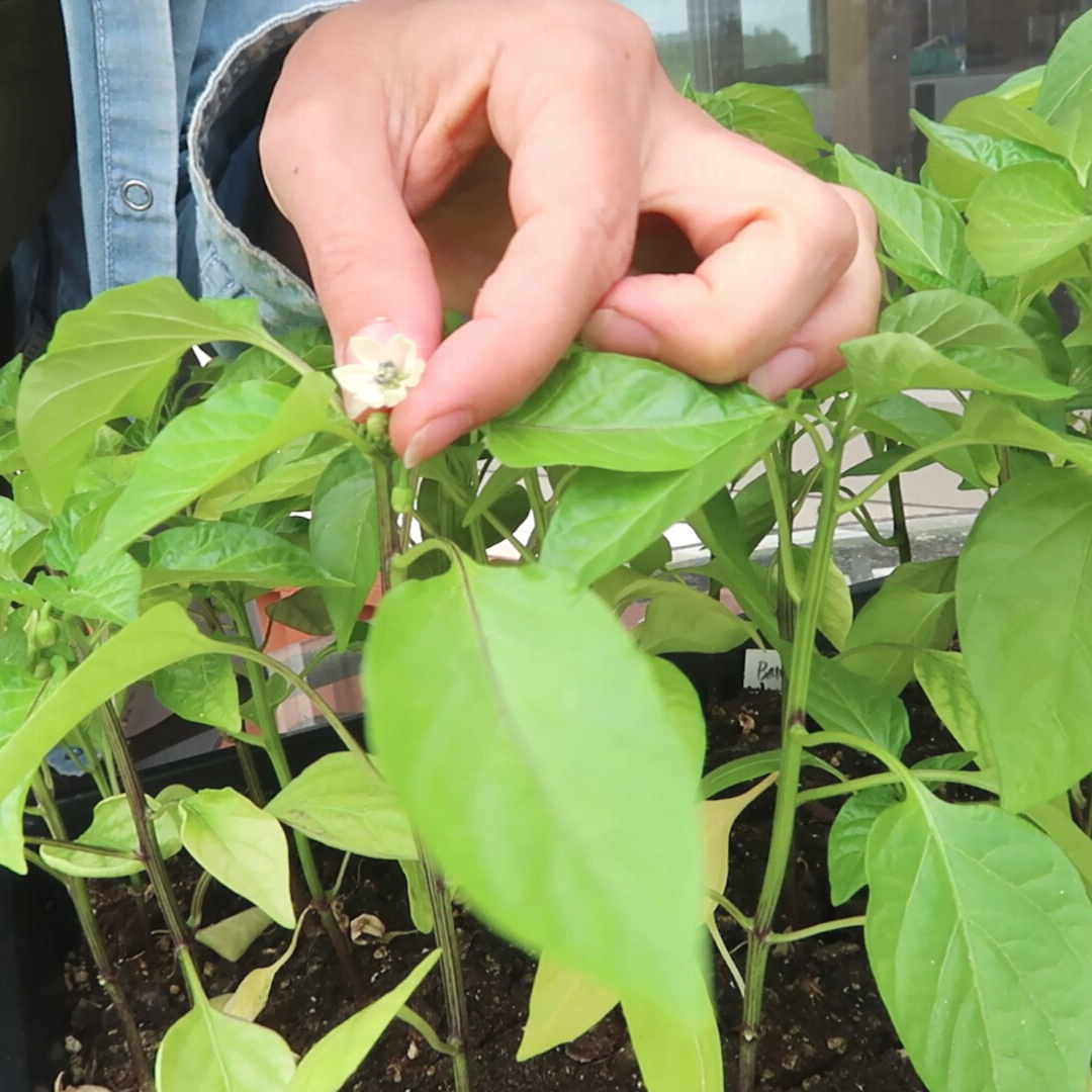 green pepper plant seedlings